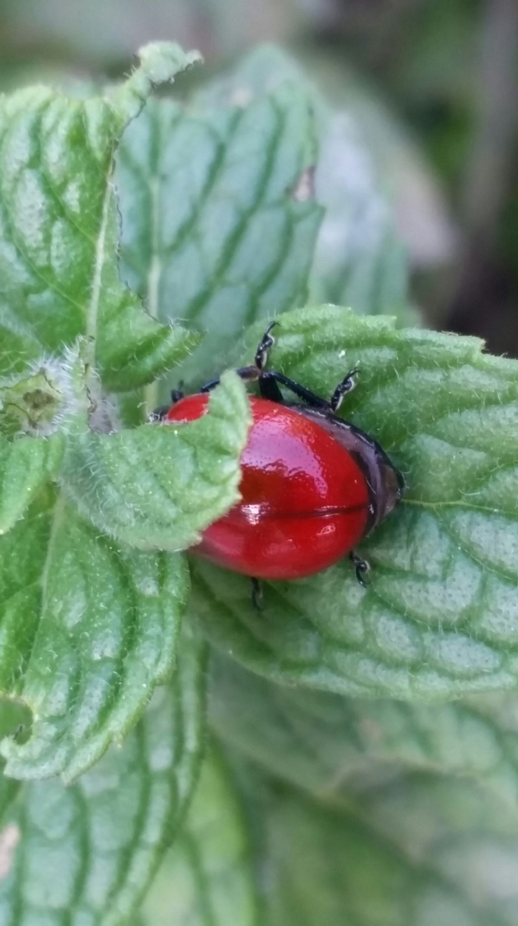 Coccinella? No, Chrysolina lutea, Chrysomelidae